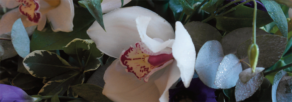 HomepageImagesLevel1a